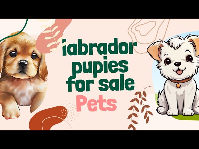 dogs for sale | labrador puppies for sale | sarim pet pals!