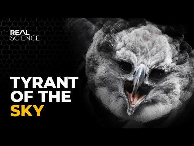 The Insane Biology of: The Harpy Eagle