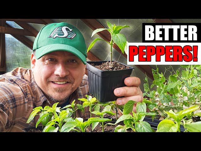 5 Tips To Start Better Peppers - Garden Quickie Episode 191