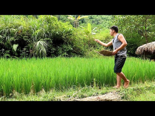 Primitive Skills: Integrated farming, Snail, Fish and rice