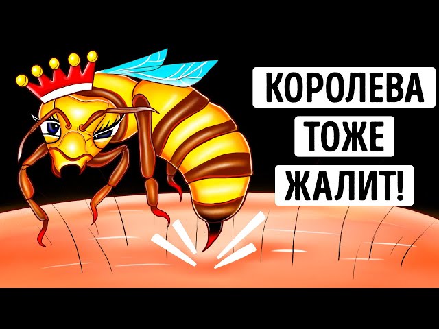 Правда ли, что укус пчелиной матки опаснее укуса обычной пчелы? (Мы все выяснили)