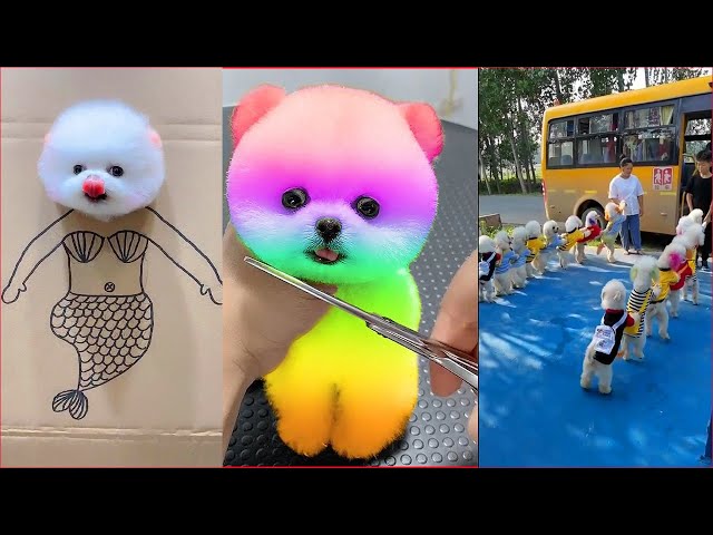 Tik Tok Chó Phốc Sóc Mini 😍 Funny and Cute Pomeranian #64