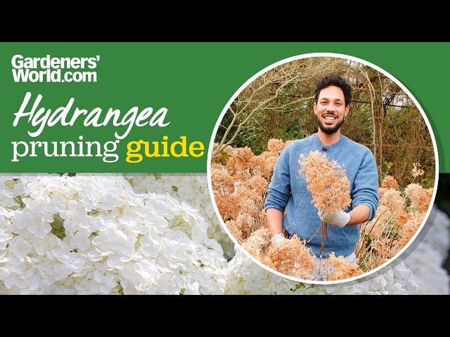 When and how to PRUNE HYDRANGEA 'Annabelle'