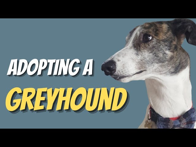 Adopting A Retired Racing Greyhound