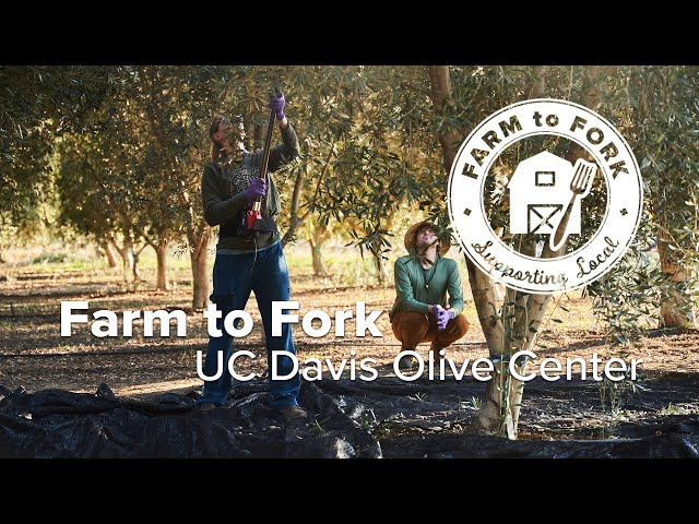Farm to Fork: On-Campus Olive Oil from the UC Davis Olive Center