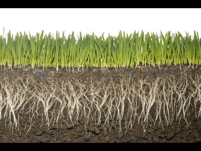How Do Roots Know Where to Grow? Levi Explains | S2:E3 | MIgardener