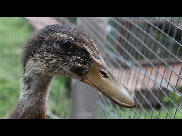 Laufenten Erpel kaufen | Blinde Ente Pia ist gestorben | Update