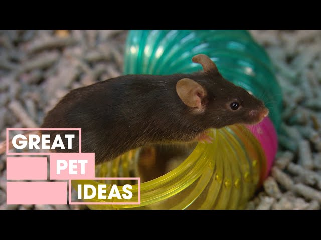 Compact Pets for Kids | PETS | Great Home Ideas