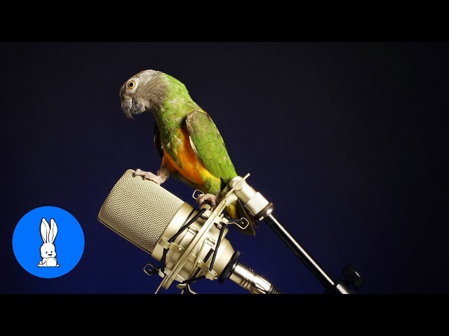 Funny BIRDS & PARROTS Talking and Singing