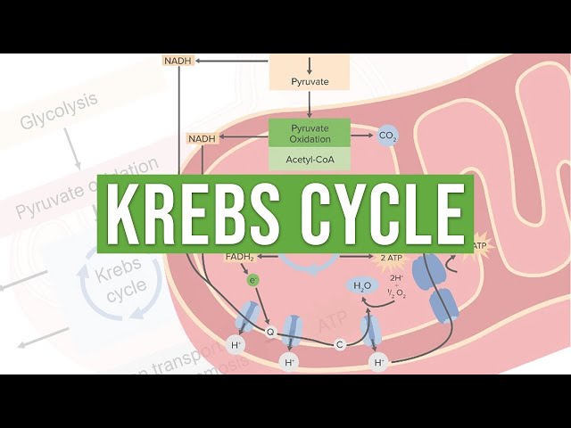 The Krebs Cycle | Molecular and Cell Biology