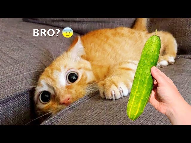 Silliest CATS on Earth 😂   Funny Cats Videos 2023