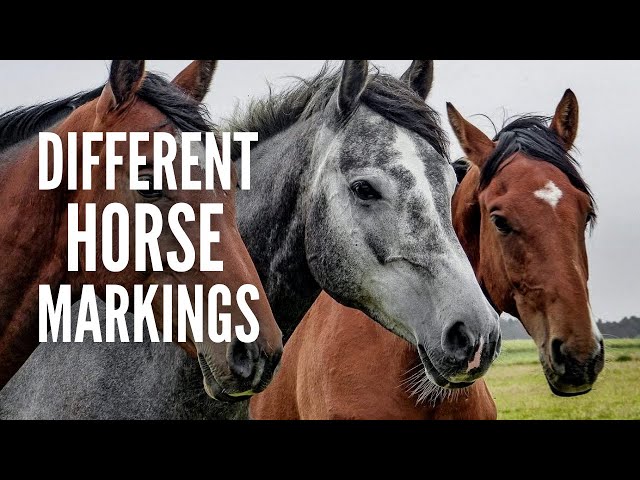 25 Horse Markings and Their Meanings