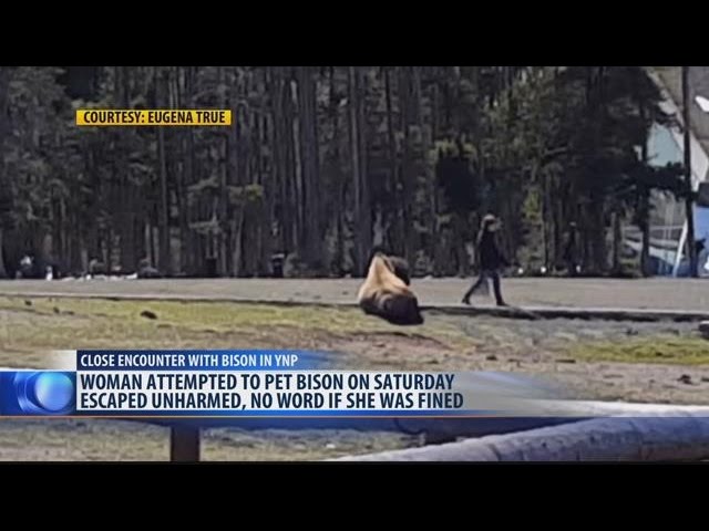 Woman attempts to pet bison in Yellowstone National Park