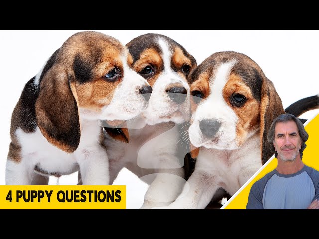 4 Puppy Questions Answered - Puppy Behavior and Training