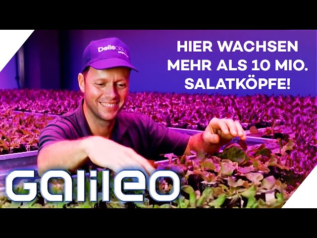 Mehr als 10 Mio. Salatköpfe pro Jahr! 2 Tage in der futuristischen Salatfabrik | Galileo | ProSieben