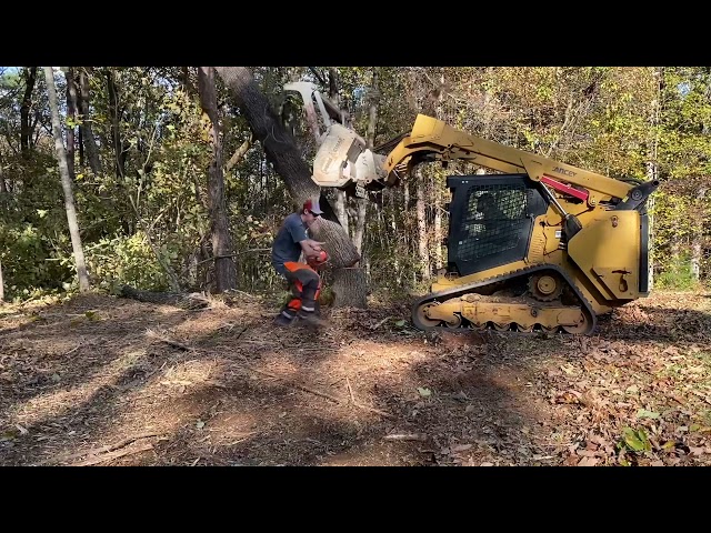 Cutting trees with old faithful | Husqvarna 371xp