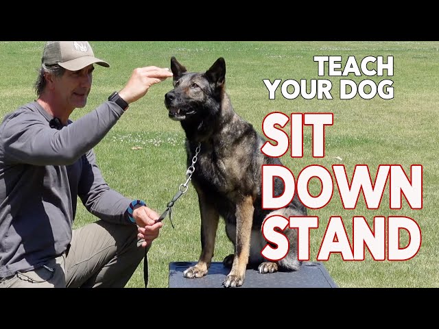 Teach Your Dog SIT DOWN STAND   Basic Dog Training OBEDIENCE Positions