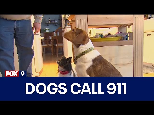Dogs call 911 16 times in 30 minutes