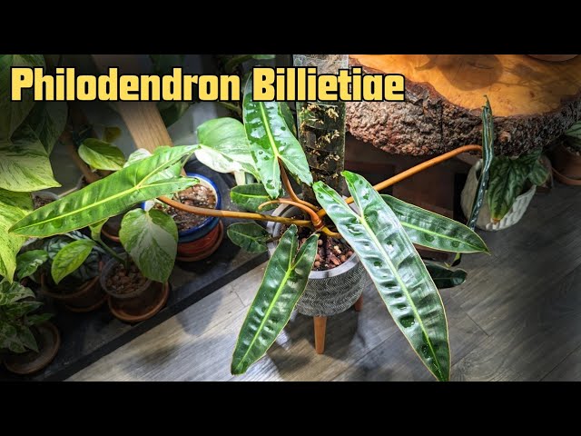 PHILODENDRON BILLIETIAE info and care guide