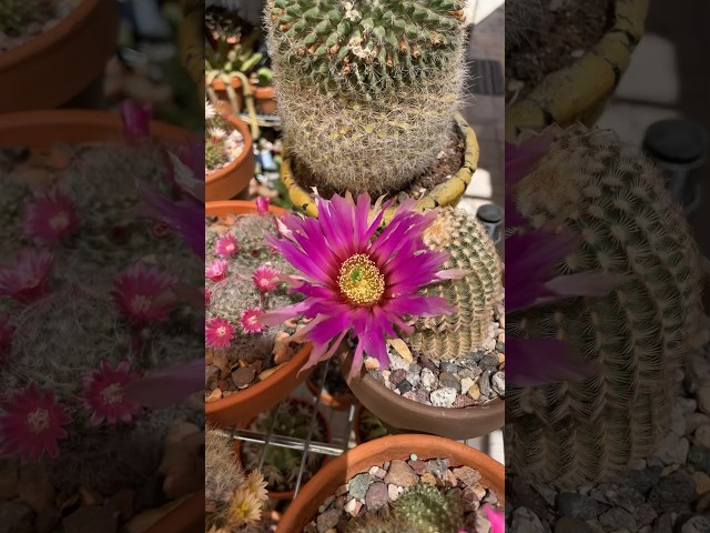 Go Pink! #cactus