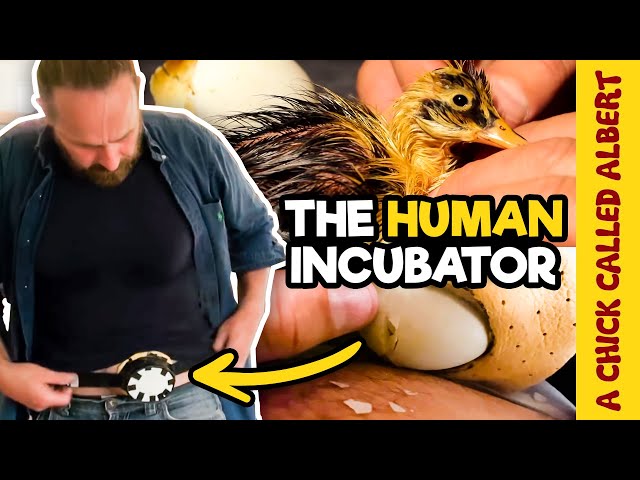 I made a Human Incubator to hatch a bird egg