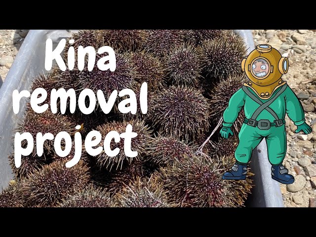 The Kina Removal Project: Removing An Invasive Species One Kina At A Time