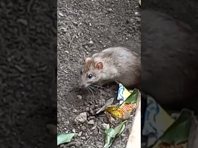A Rat's 🐀 Life In NYC 🗽