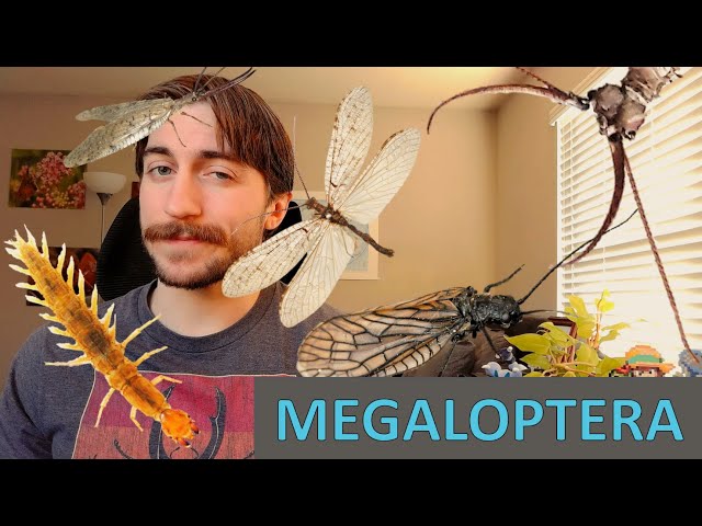 Megaloptera: Dobson, Alder, and Fishflies - Order Spotlight