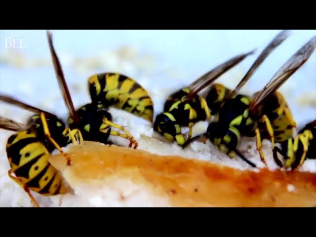 Yellow Jackets Swarming Near You? What They Are, What They Eat, What To Do
