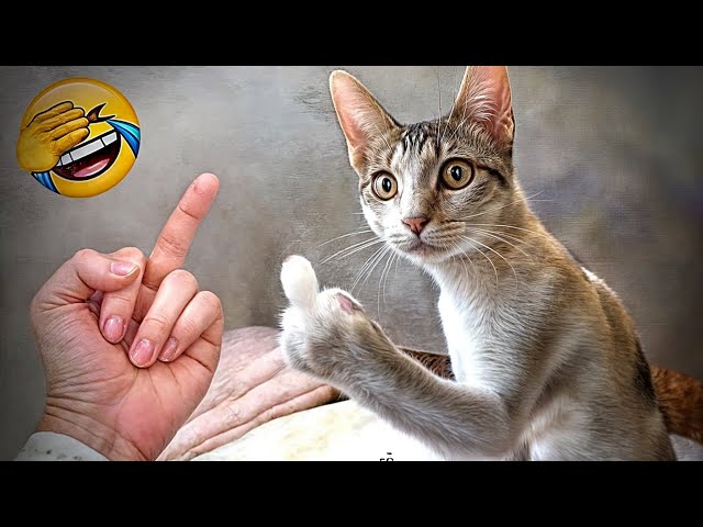 Funniest Cats And Dogs Videos 😁 - Best Funny Animal Videos 2024 🥰#6