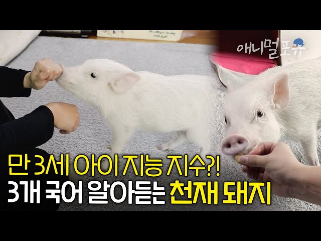 한국어, 영어, 일본어 알아듣는 천재 돼지가 있다?! IQ 70-85라는 미니피크 복남이🐽💗 | KBS 류수영의 동물티비 210605 방송