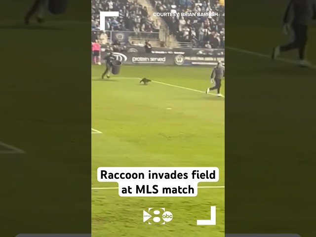 Raccoon invades field at Philadelphia Union-New York City FC match