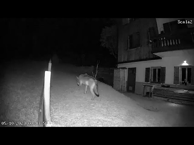Selva di Cadore, due lupi vicinissimi alle case