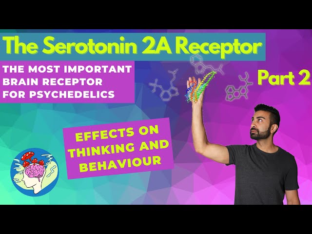The Serotonin 2A Receptor Pt. 2: Effects on thinking and behaviour | The Psychedelic Brain Receptor