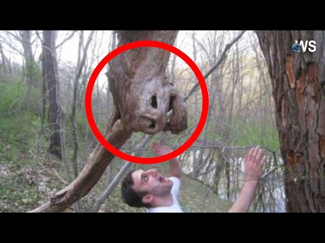 Unearthly Encounters: Shocking Creatures That Are Not From This Planet | WS DISCOVERY