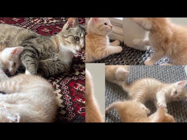 Mom Cat playing and talking to her Cute Meowing baby Kittens#