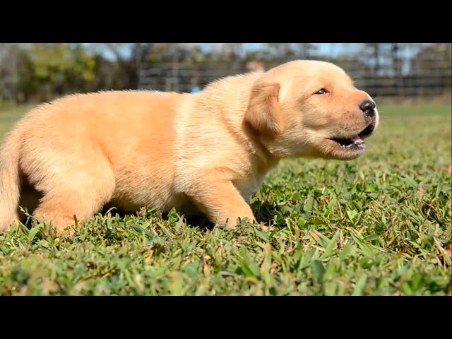 The 5 Easiest Puppy Breeds To Train