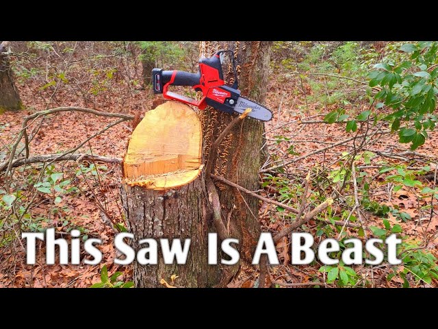 How My Saw Transformed The Woods #shorts