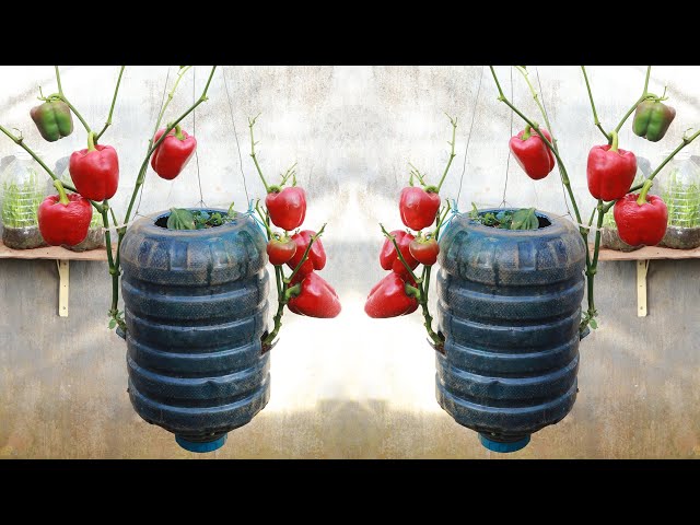 Amazing - Grow Bell Peppers Upside Down At Home With Many Fruits