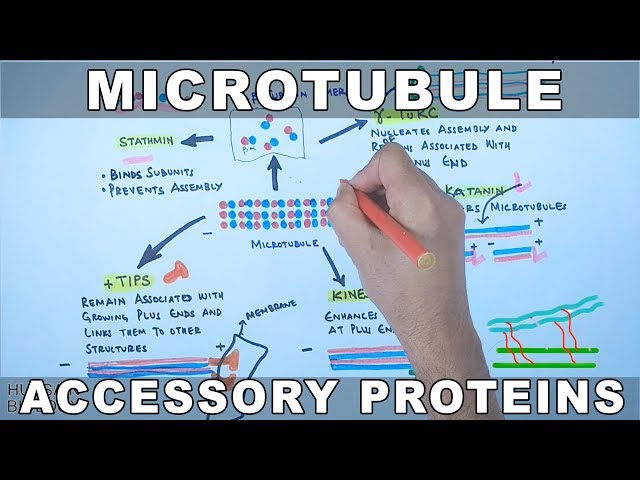 Accessory Proteins of Microtubule Cytoskeleton System