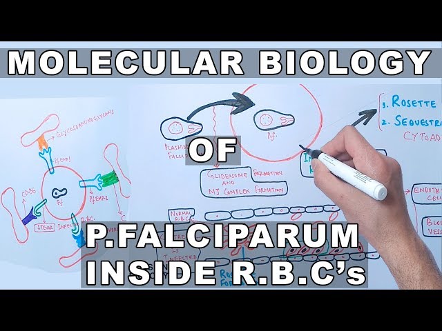 Molecular Biology of P.Falciparum Inside Erythrocytes