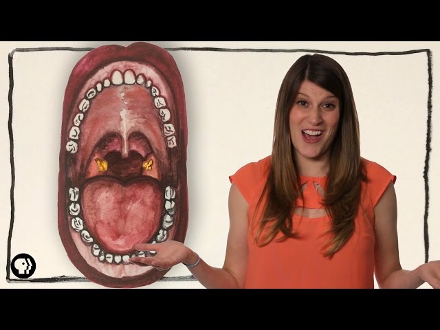 What Are Tonsil Stones? | Gross Science