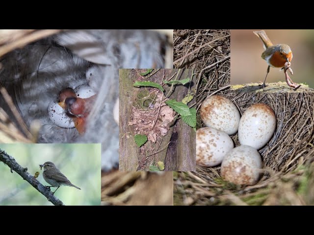 The fascinating strategies birds employ to camouflage their nests - Bird Nest Walk - New Finds!