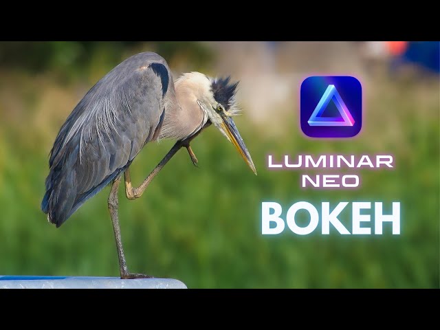 Luminar Neo Background Blur Hack For Animals and Objects