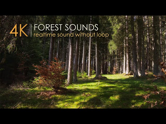 Authentic Forest Sounds in Real Time🌲No Loop