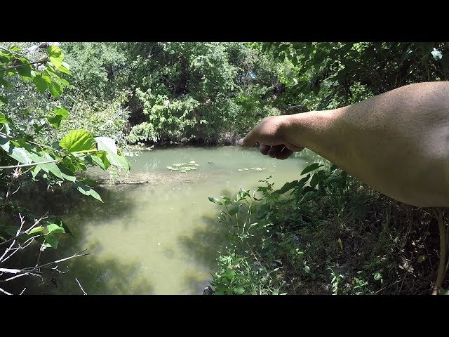 San Antonio Creek Section is Creepy! Alligators? and Big Bass!