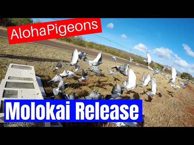 Homing Racing Pigeons Molokai Toss