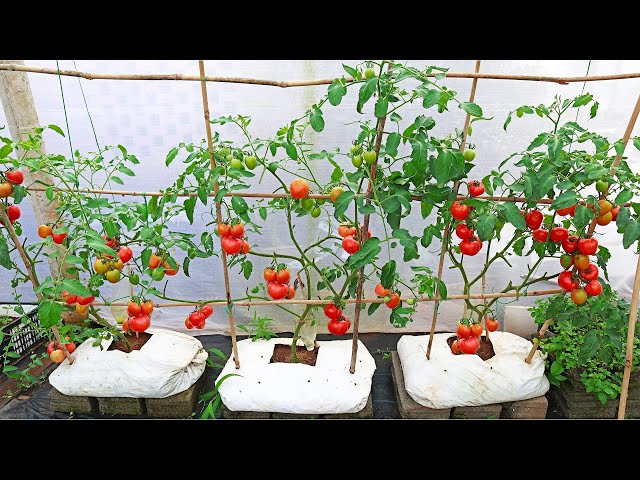 [Terrace Garden Ideas] Tips Growing Tomatoes At Home Double The Yield