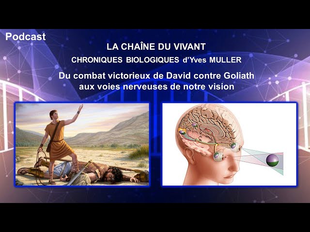 Podcast 2 - Du combat victorieux de David contre Goliath aux voies nerveuses de notre vision