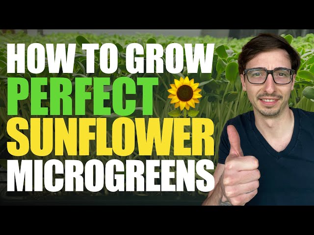 How to Grow Sunflower Microgreens FULL WALKTHROUGH + Tips & Tricks with Donny Greens